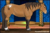 Horse Color:Buckskin Sabino Varnish 