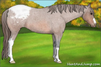 Horse Color:Bay Roan Appaloosa