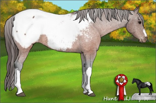 Horse Color:Brown Appaloosa 