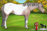 Horse Color:Brown Appaloosa 