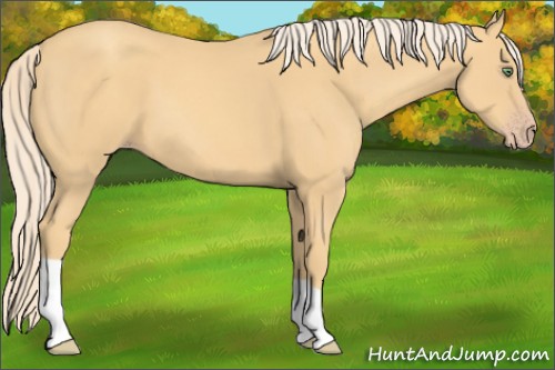 Horse Color:Gold Cream Champagne 