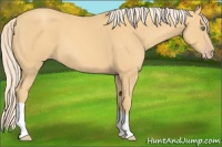 Horse Color:Gold Cream Champagne 