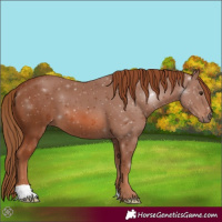 Horse Color:Chestnut 