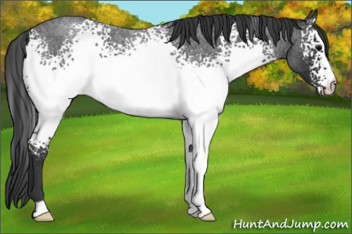 Horse Color:White Spotted Blue Roan