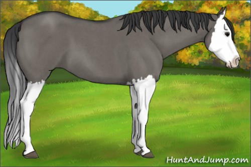 Horse Color:Grullo Roan Splash 