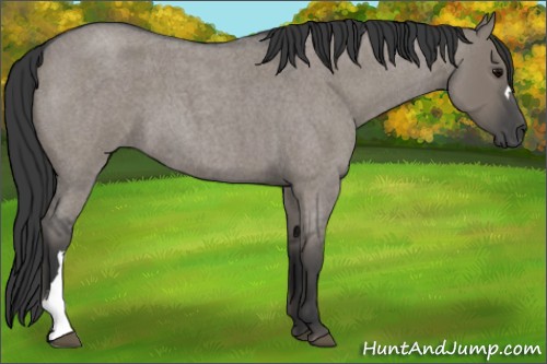 Horse Color:Grullo Roan 