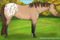 Horse Color:Bay Roan Dun Appaloosa