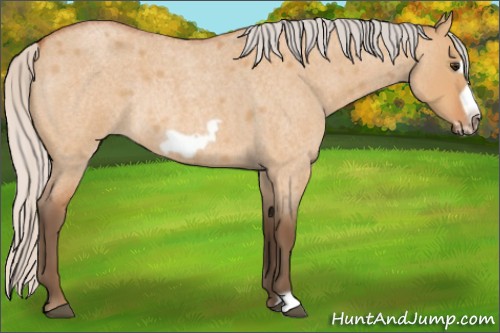 Horse Color:Silver Bay Roan Dun Frame Rabicano