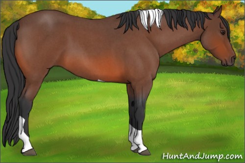Horse Color:Brown Roan Tobiano 