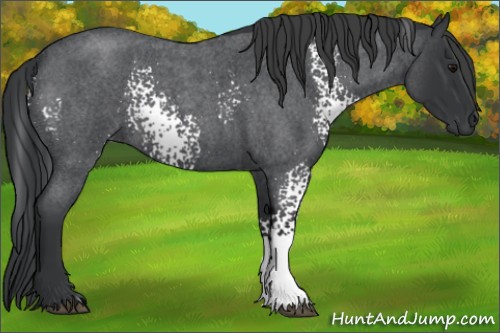 Horse Color:White Spotted Blue Roan 