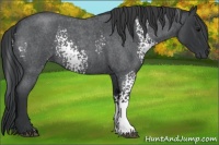 Horse Color:White Spotted Blue Roan 
