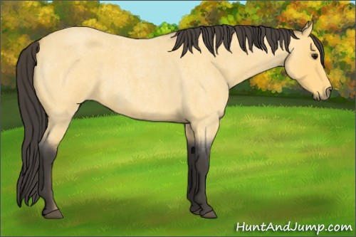 Horse Color:Buckskin Roan