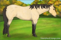 Horse Color:Buckskin Roan 