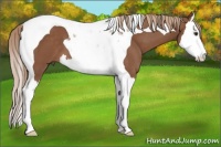 Horse Color:Chestnut Splash Tobiano