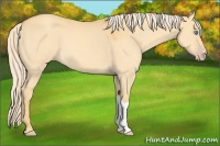 Horse Color:Gold Cream Champagne Dun 