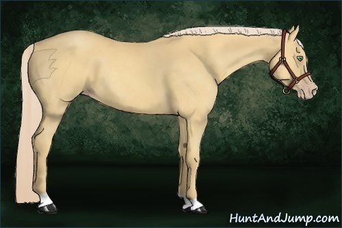 Horse Color:Gold Cream Champagne 