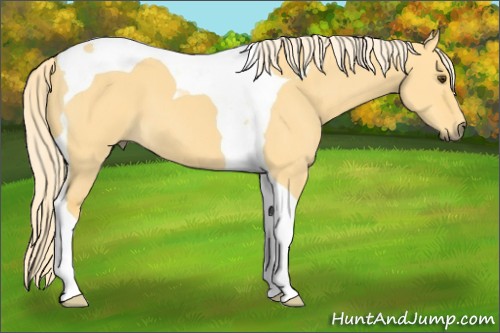 Horse Color:Palomino Dun Tobiano 