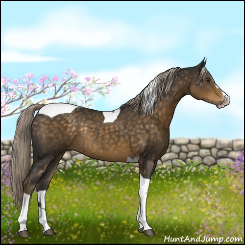 Horse Color:Chocolate Palomino Sabino Tobiano Rabicano 