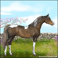 Horse Color:Chocolate Palomino Sabino Tobiano Rabicano 