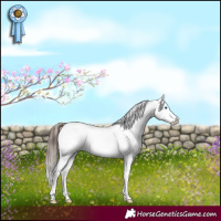 Horse Color:White Spotted Liver Red Dun Sabino Splash Appaloosa 