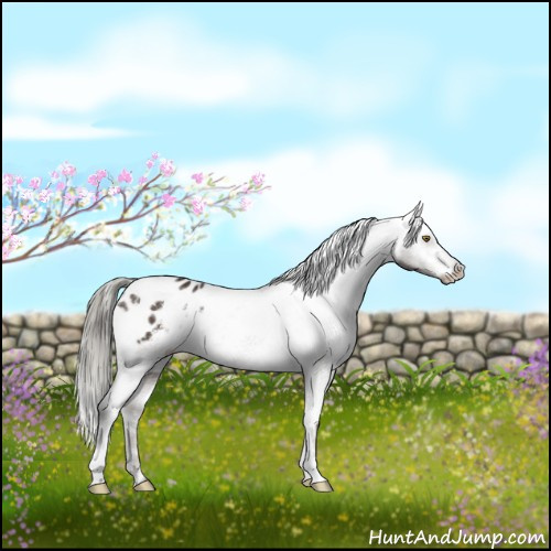 Horse Color:White Spotted Liver Chestnut Mushroom Appaloosa