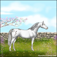 Horse Color:White Spotted Liver Chestnut Mushroom Appaloosa 