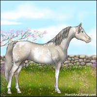 Horse Color:White Spotted Chocolate Palomino Pearl Dun Mushroom Tobiano Brindle 