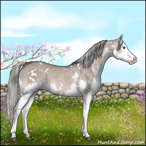 Horse Color:White Spotted Liver Red Dun Splash