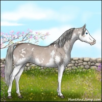 Horse Color:White Spotted Liver Red Dun Splash 