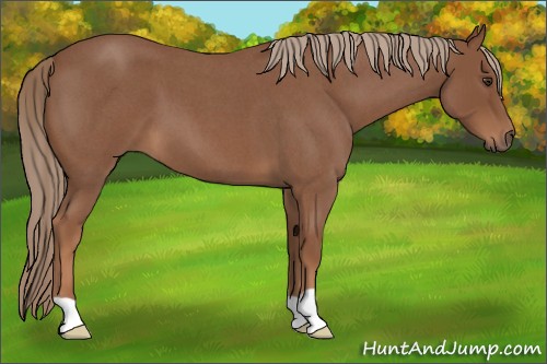 Horse Color:Red Roan