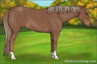Horse Color:Red Roan 