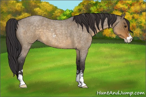 Horse Color:Buckskin Roan Dun Sabino 