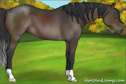 Horse Color:Brown 