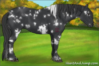 Horse Color:White Spotted Black 