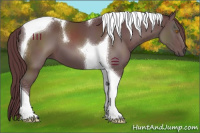 Horse Color:Chocolate Black Tobiano 