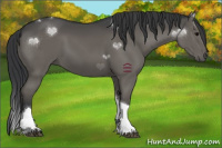 Horse Color:Grullo Tobiano 