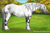 Horse Color:White Spotted Black 