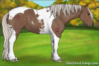 Horse Color:Silver Black Tobiano 