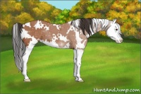 Horse Color:White Spotted Bay Splash