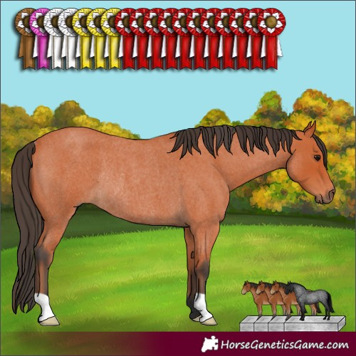 Horse Color:Bay Roan Rabicano 