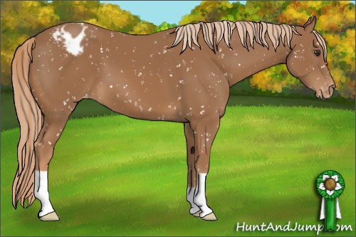 Horse Color:Chestnut Appaloosa 