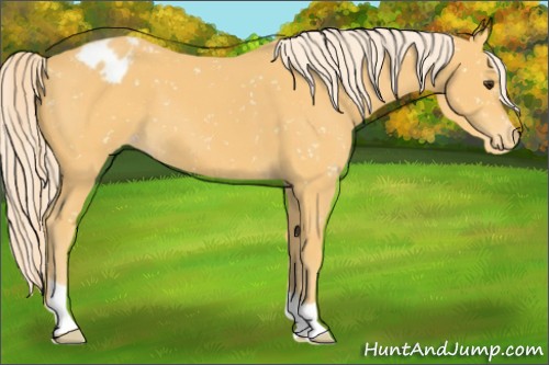Horse Color:Palomino Appaloosa 