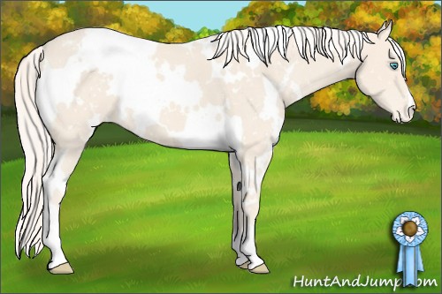 Horse Color:White Spotted Cremello Snowcap 