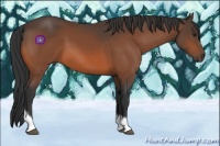 Horse Color:Brown Tobiano 