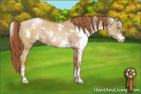 Horse Color:White Spotted Buckskin Pearl 
