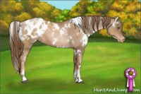Horse Color:White Spotted Liver Chestnut Pearl Appaloosa 
