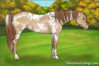 Horse Color:White Spotted Red Dun 