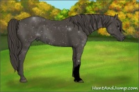 Horse Color:Void Smoky Black