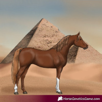 Horse Color:Gray Chestnut Tobiano 