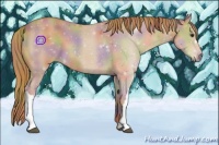 Horse Color:Nacre Chestnut 